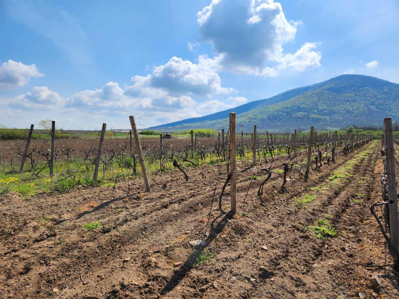 Na prodaju vinograd na putu ka Malom Središtu Vršac