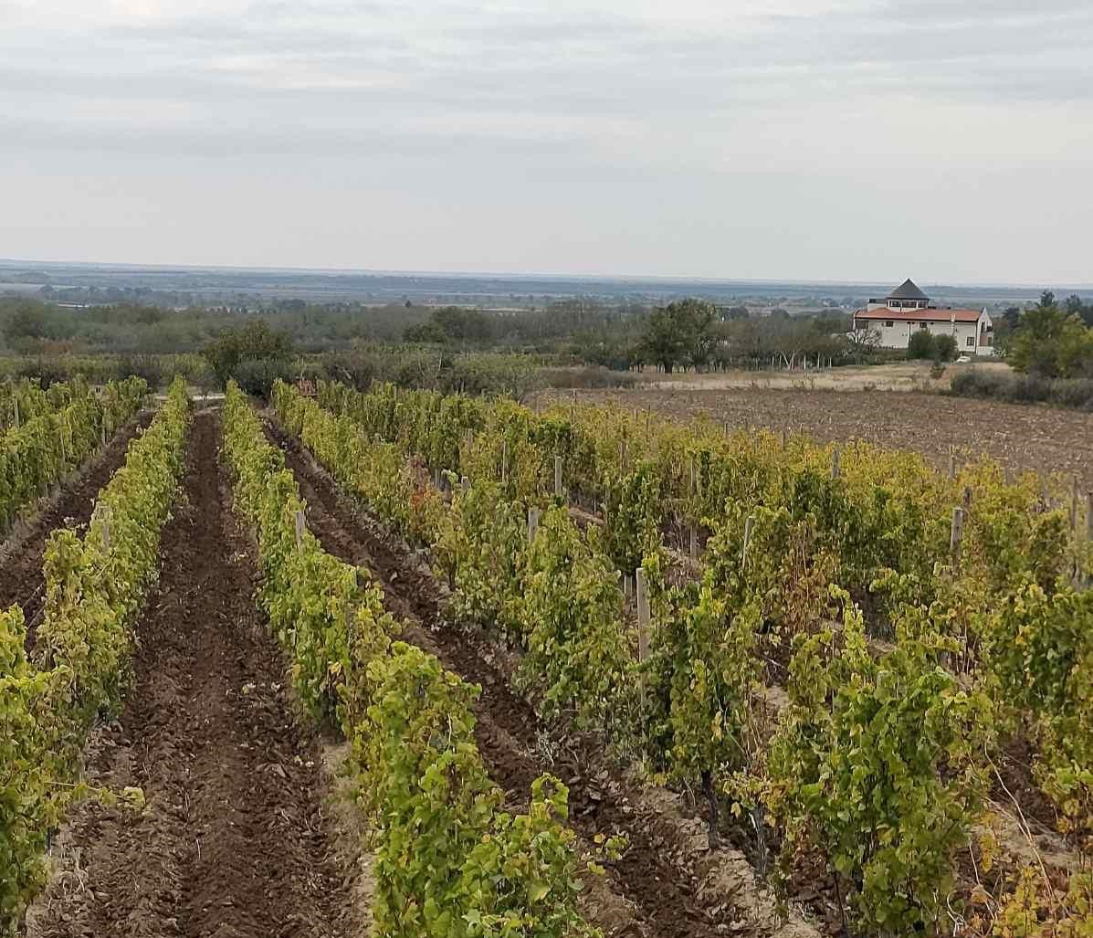 Na prodaju vinograd na putu ka Malom Središtu Vršac